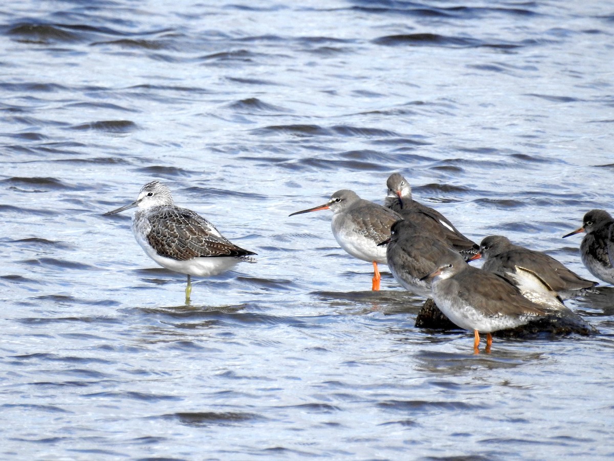 Spotted Redshank - ML244571411