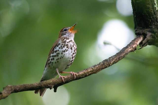 Wood Thrush