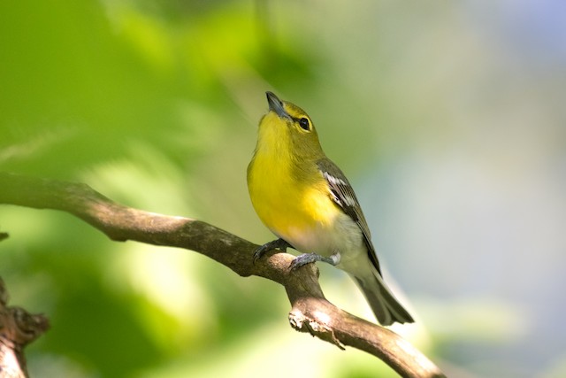 Yellow-throated Vireo