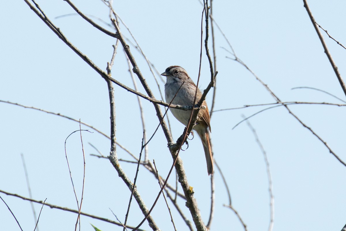 Swamp Sparrow - ML244575991