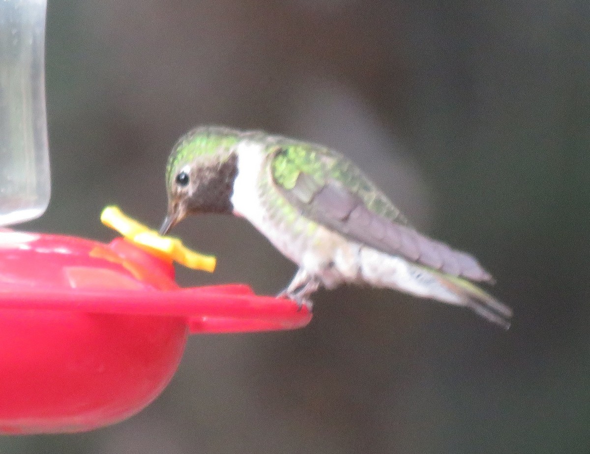Broad-tailed Hummingbird - ML244576001