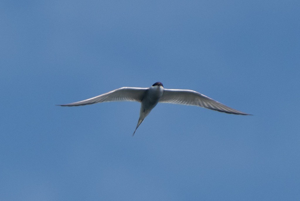 Arctic Tern - Greg Hays