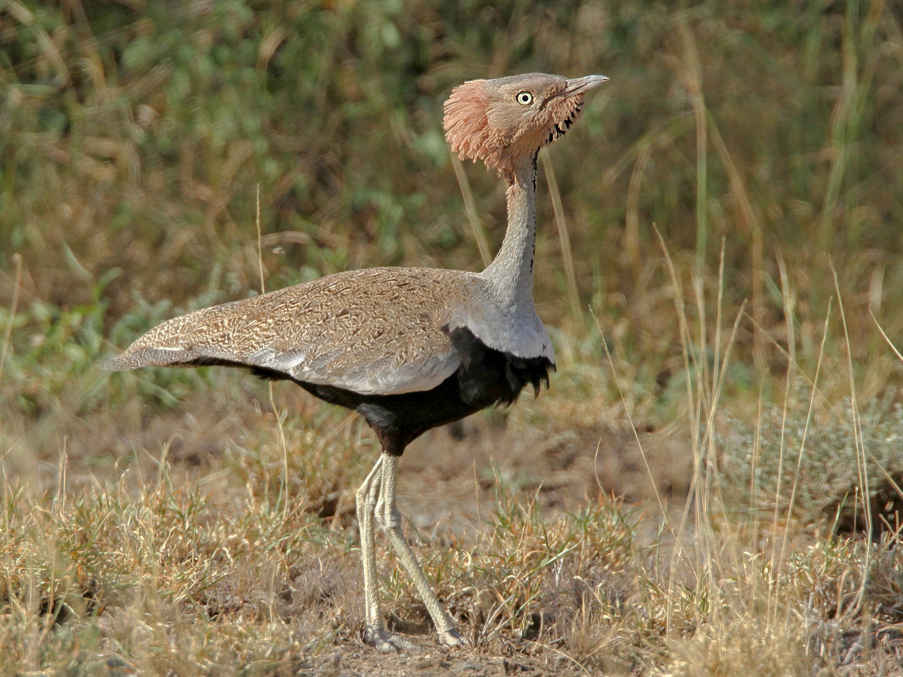 Buff-crested Bustard - Luke Seitz