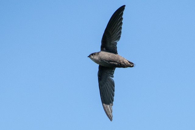 Chimney Swift