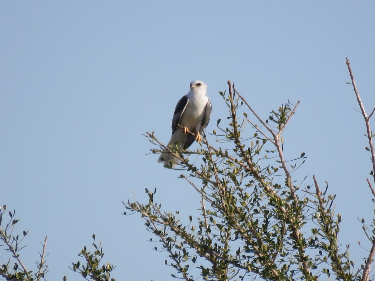 White-tailed Kite - ML24458581