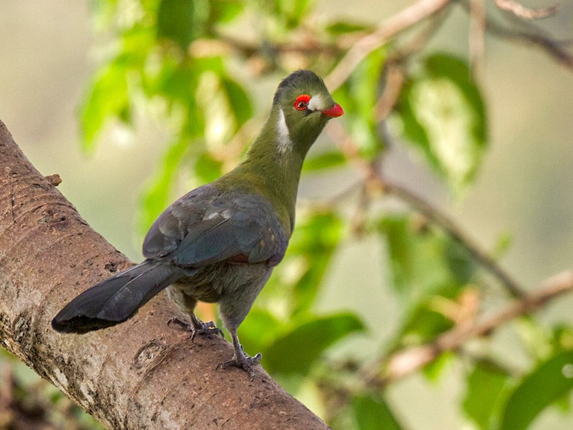 White-cheeked Turaco - Lars Petersson