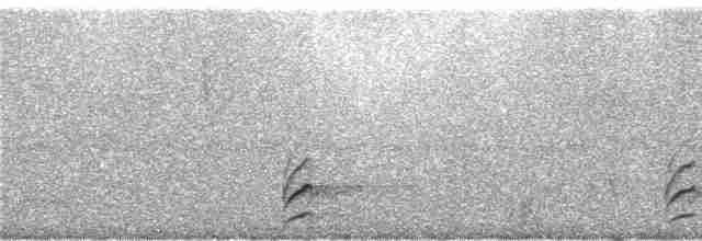 Чёрный тапакуло (subcinereus) - ML244589