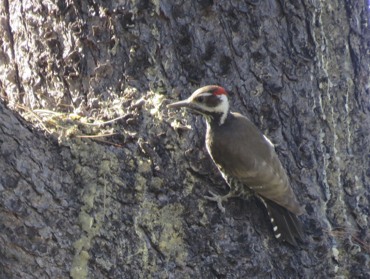 Arizona Woodpecker - ML24459061