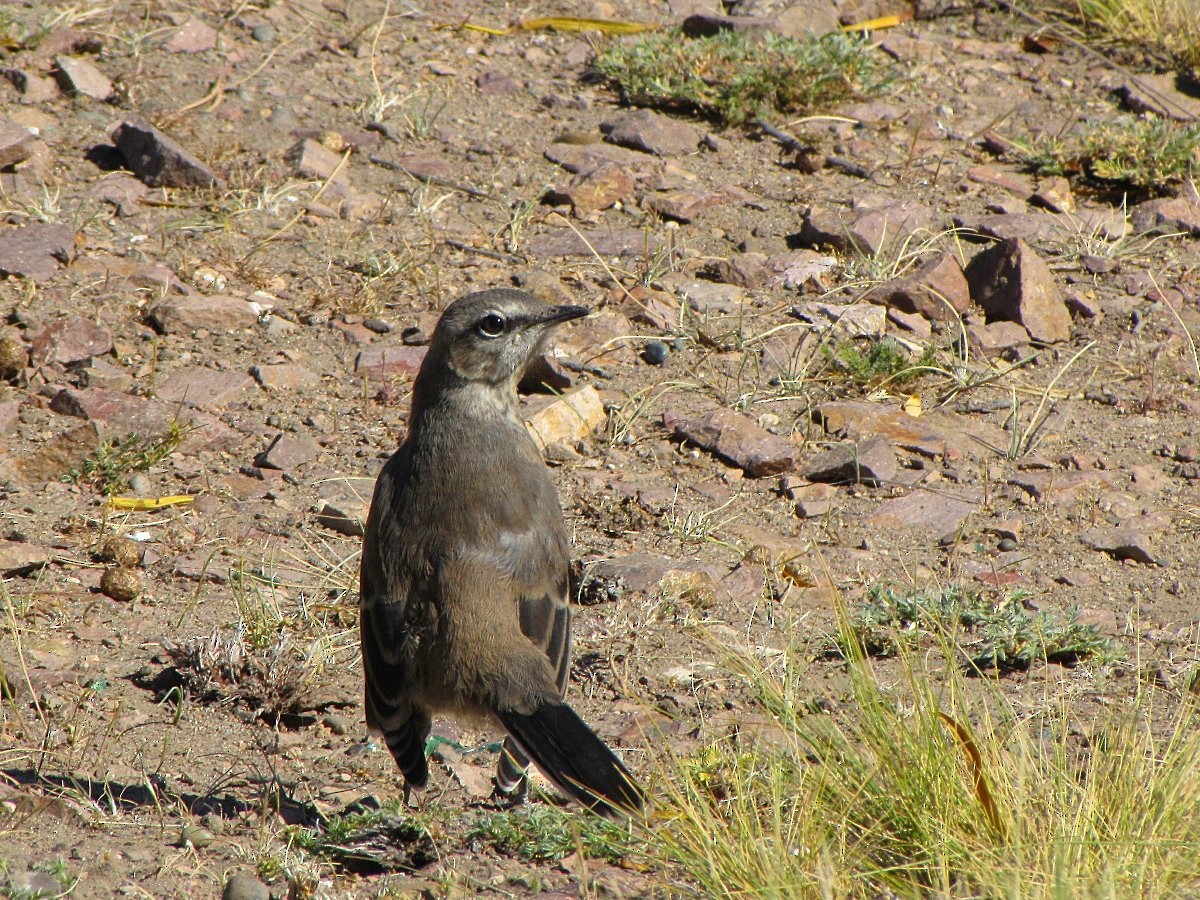 Patagonian Mockingbird - Carlos Agulian