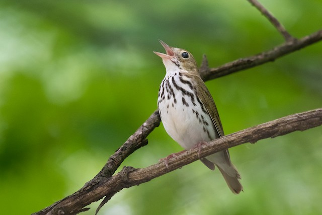 Ovenbird