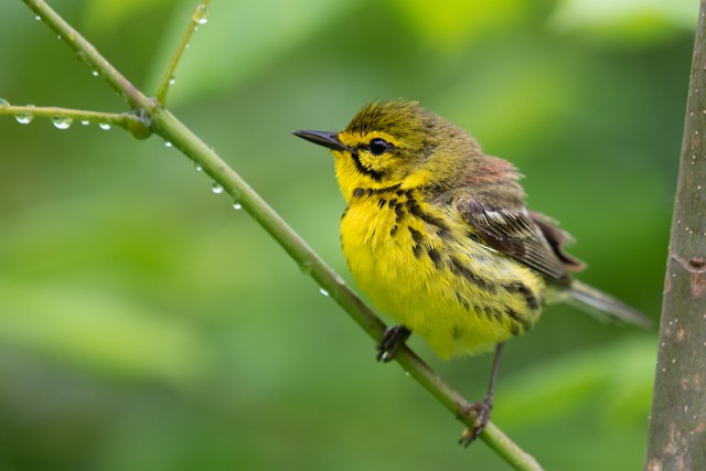 Prairie Warbler