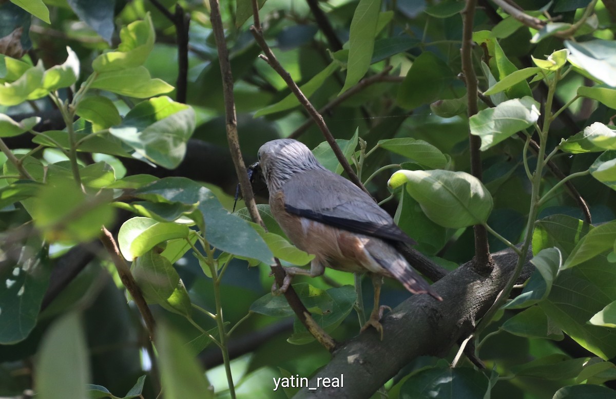 Chestnut-tailed Starling - ML244600341