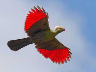 Tukli mushuk bilan qizni sikish