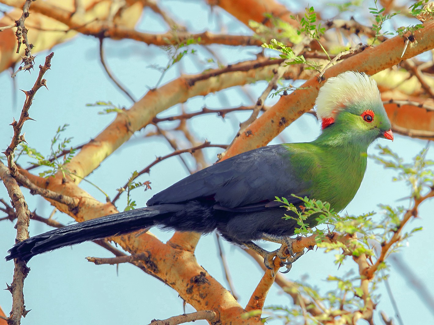 Prince Ruspoli's Turaco - Prof.Dr. Ahmet Karatash