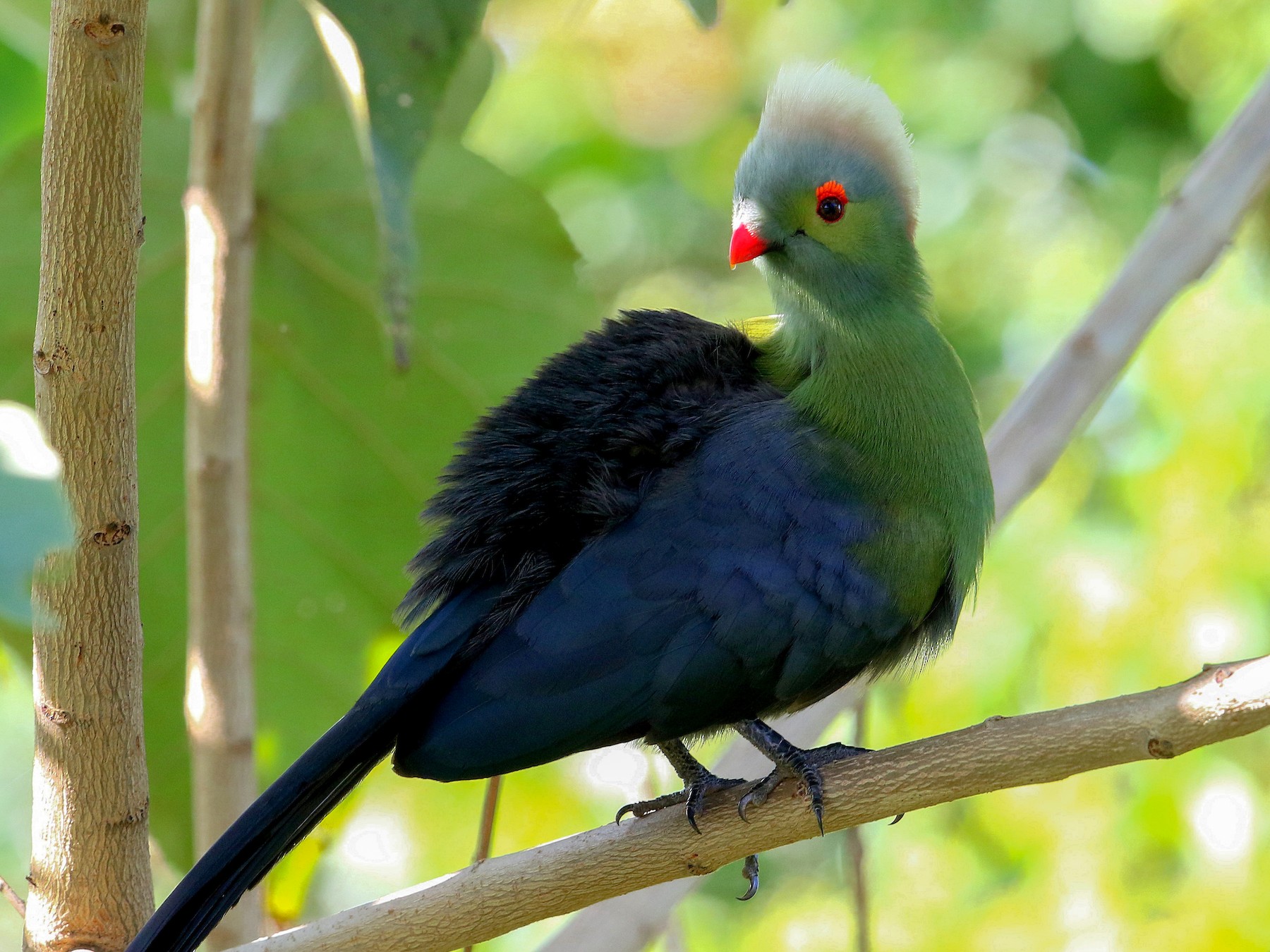 Prince Ruspoli's Turaco - eBird