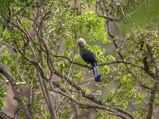 U qolini eshagiga tiqdi