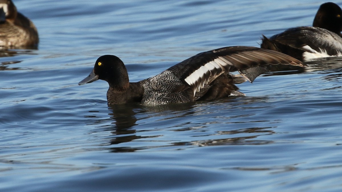 Greater/Lesser Scaup - ML244606681