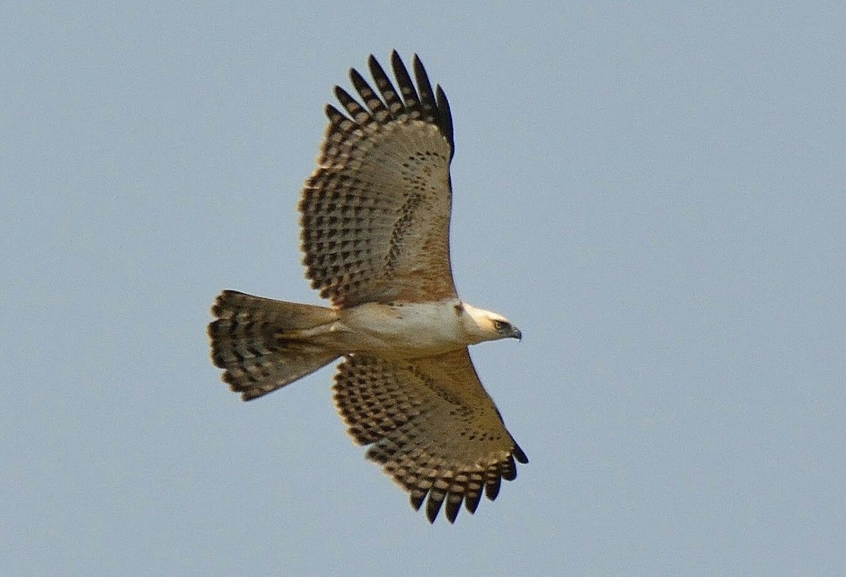 Changeable Hawk-Eagle (Crested) - ML24460851