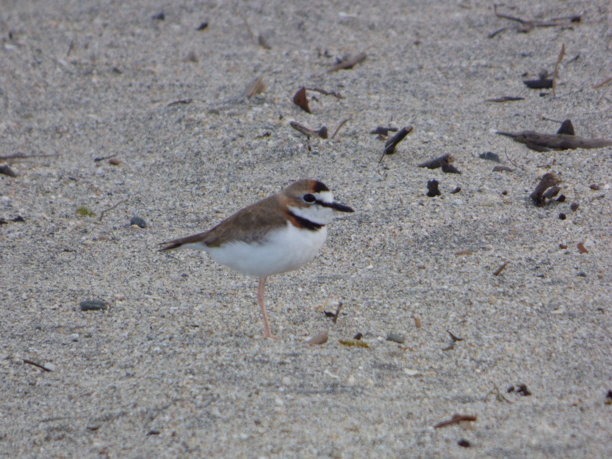 Collared Plover - ML244613411