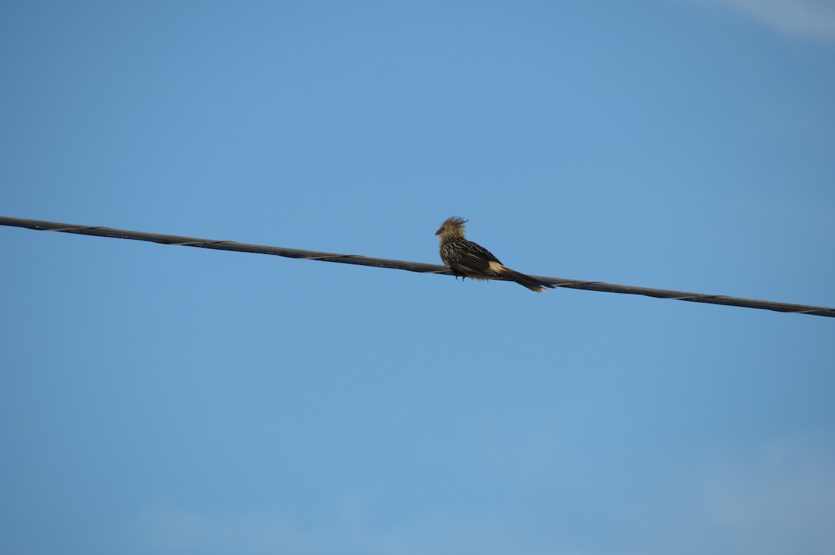 Guira Cuckoo - adriana centeno