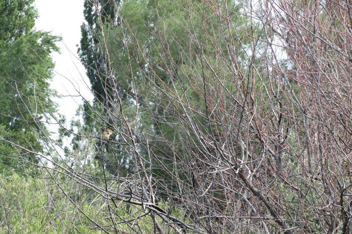 Guira Cuckoo - adriana centeno