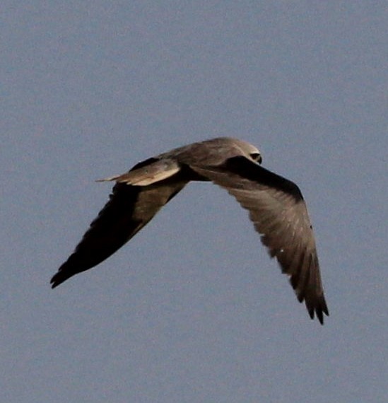 Black-winged Kite - Aravind Amirtharaj