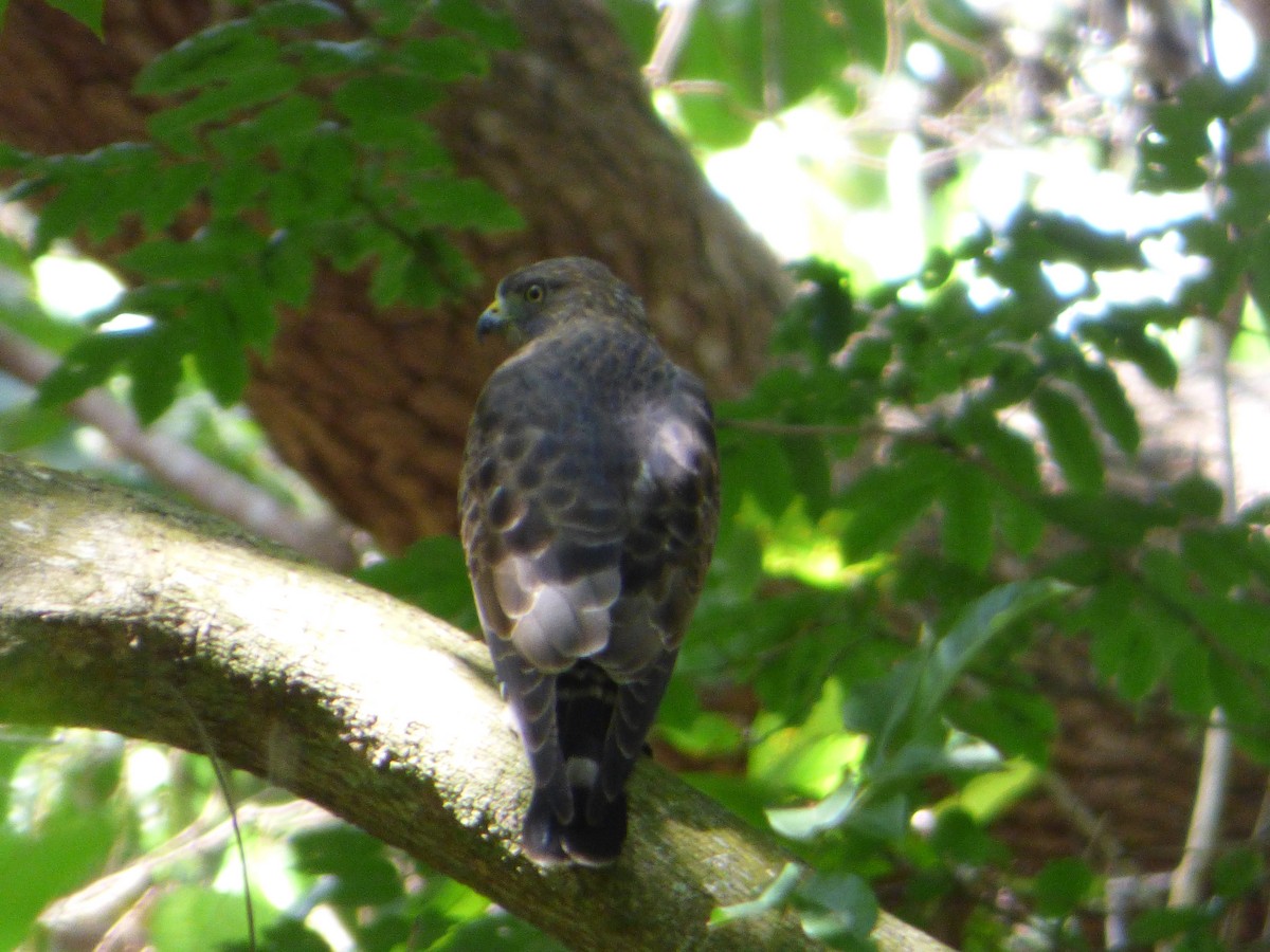 Broad-winged Hawk (Northern) - ML244618511