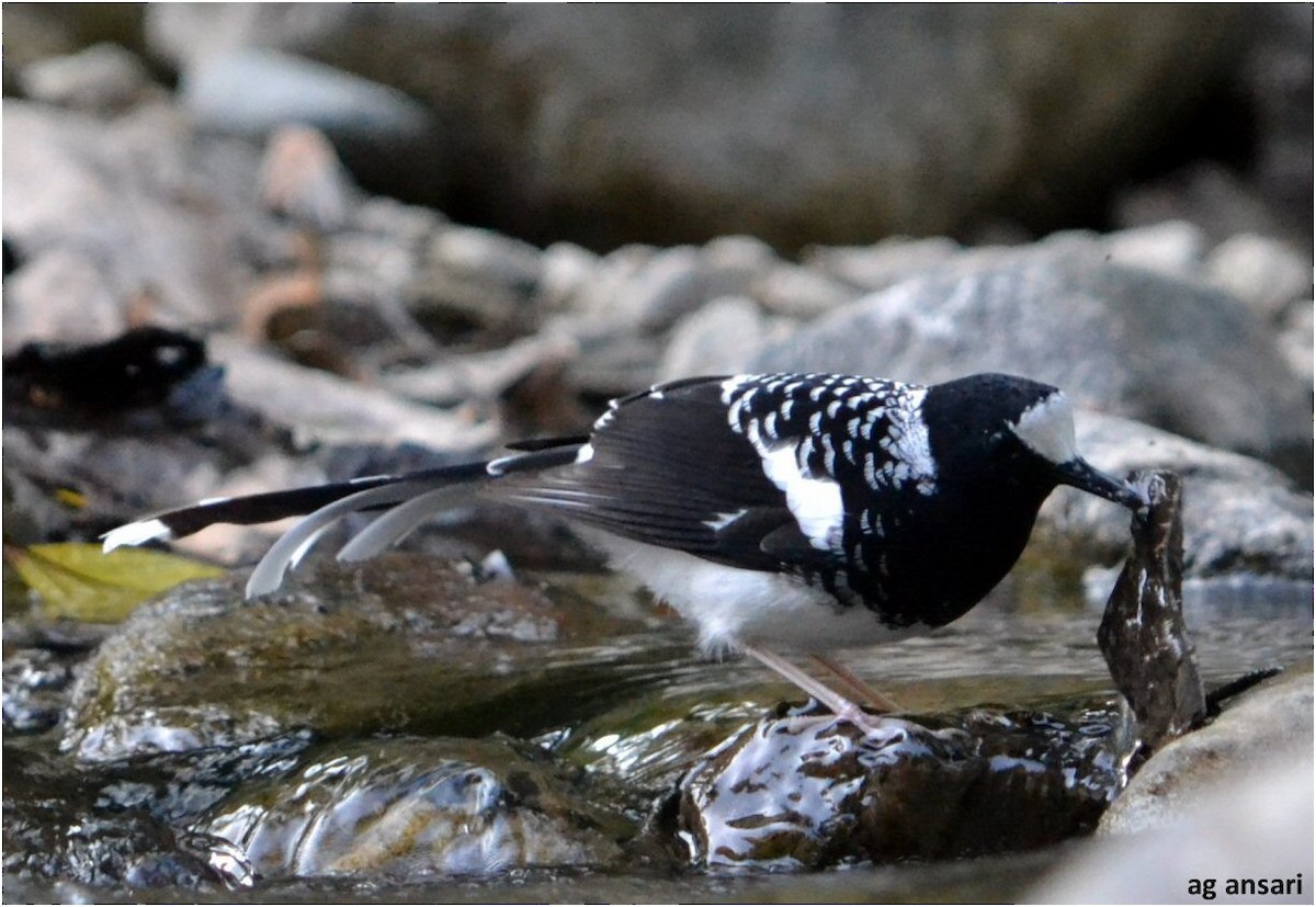 Spotted Forktail - ML24462211