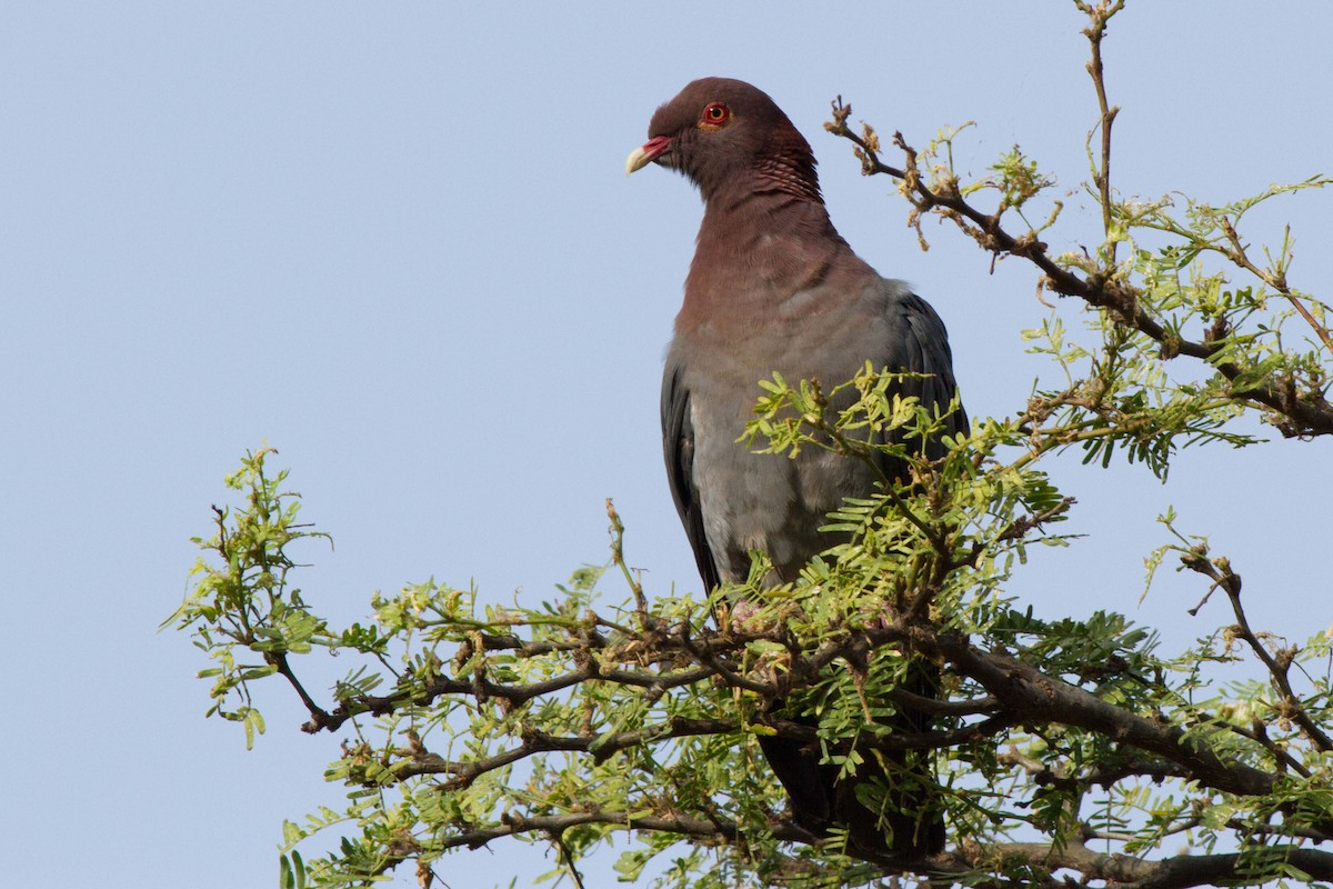 Scaly-naped Pigeon - ML24462401