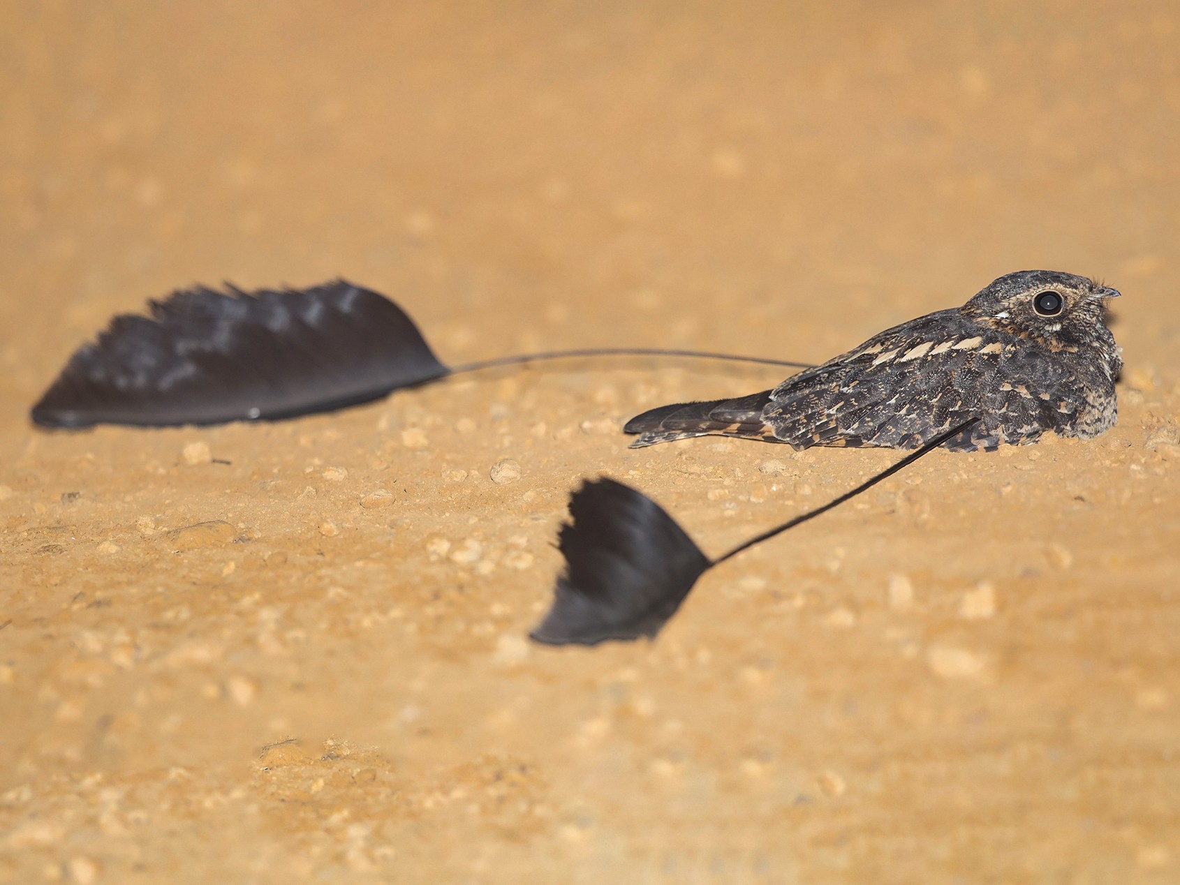 Standard-winged Nightjar - Niall D Perrins