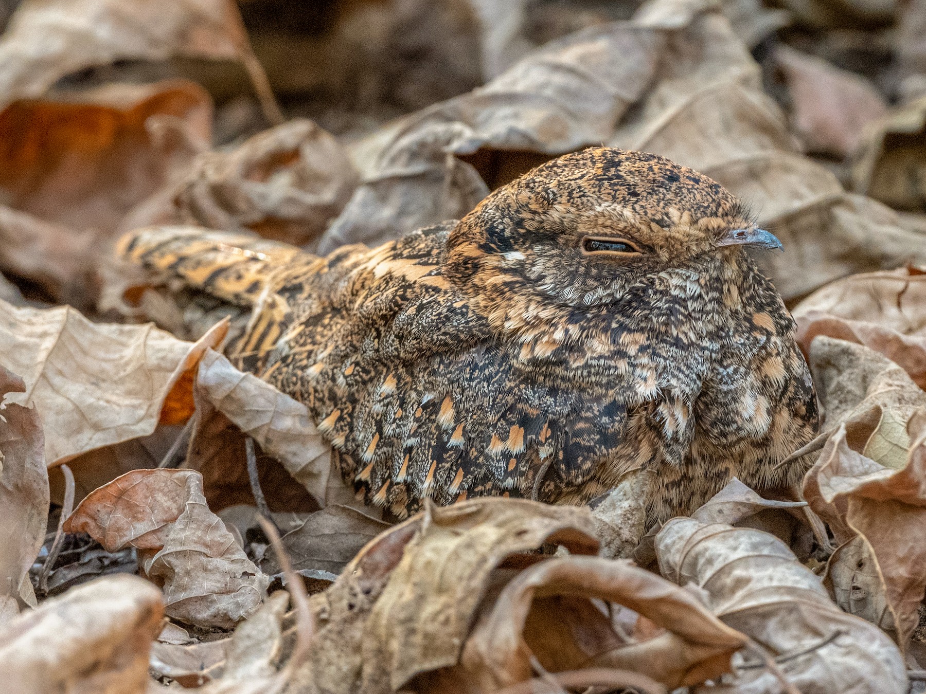 Standard-winged Nightjar - Hans Norelius