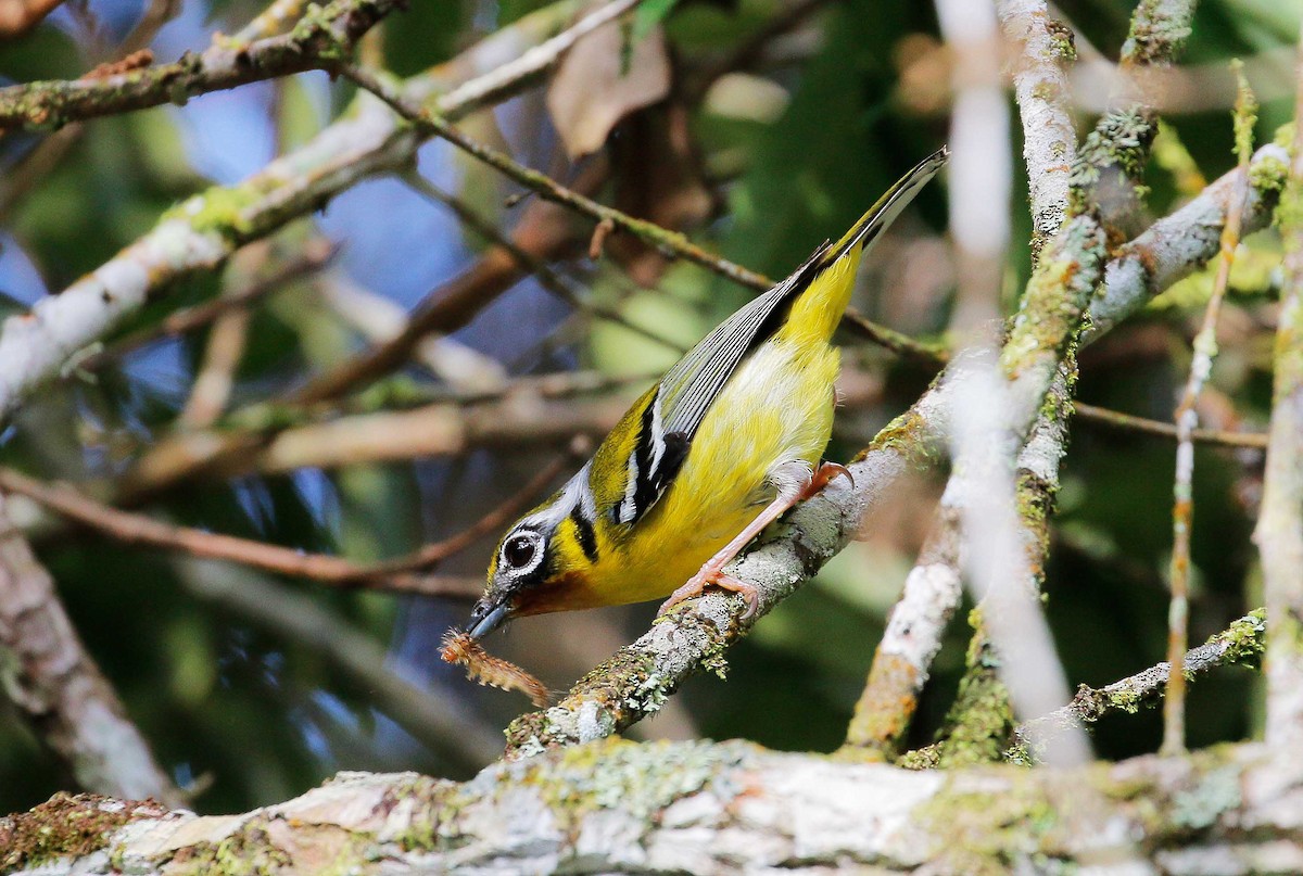 Black-eared Shrike-Babbler - Neoh Hor Kee