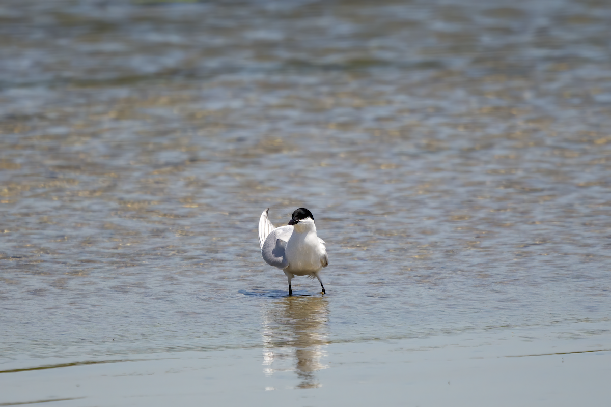 Gull-billed Tern - Greg Nemes