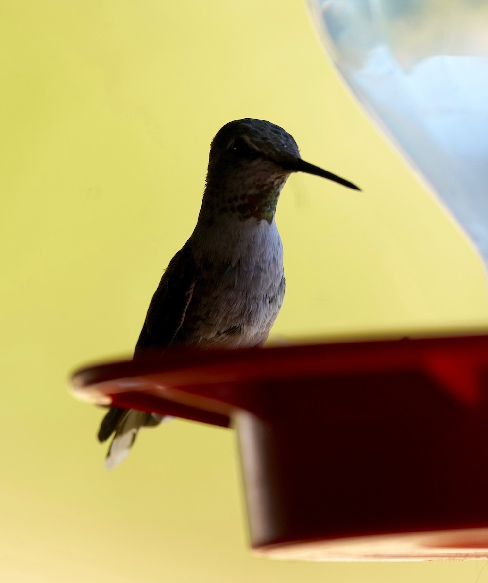 Black-chinned Hummingbird - ML244626911