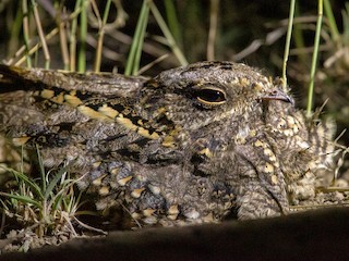  - Star-spotted Nightjar