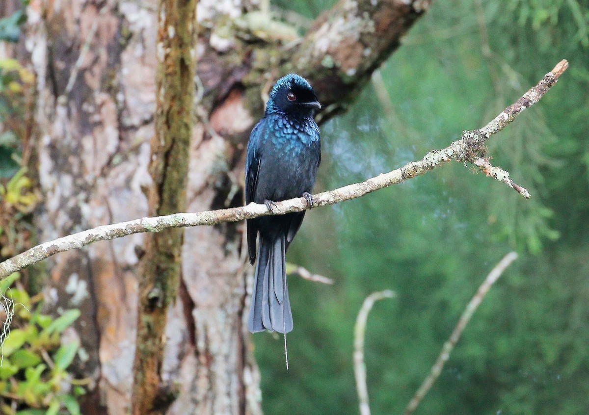 Lesser Racket-tailed Drongo - ML24462831