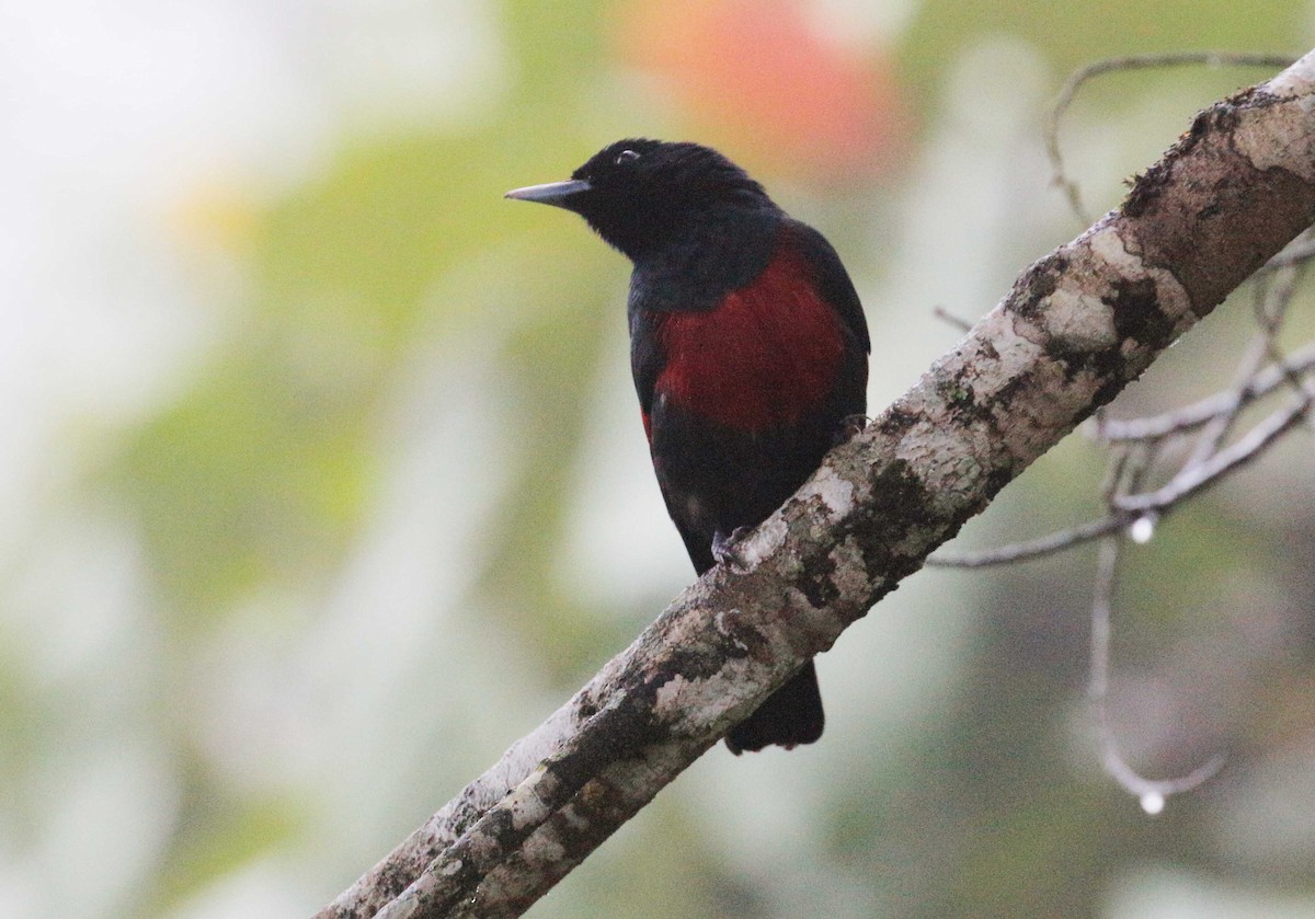 Black-and-crimson Oriole - Neoh Hor Kee
