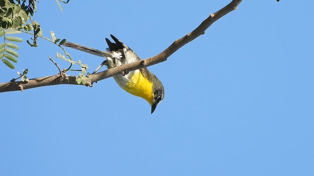 Yellow-breasted Chat - ML244634981