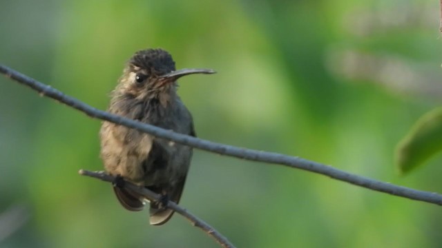 Broad-billed Hummingbird - ML244636071
