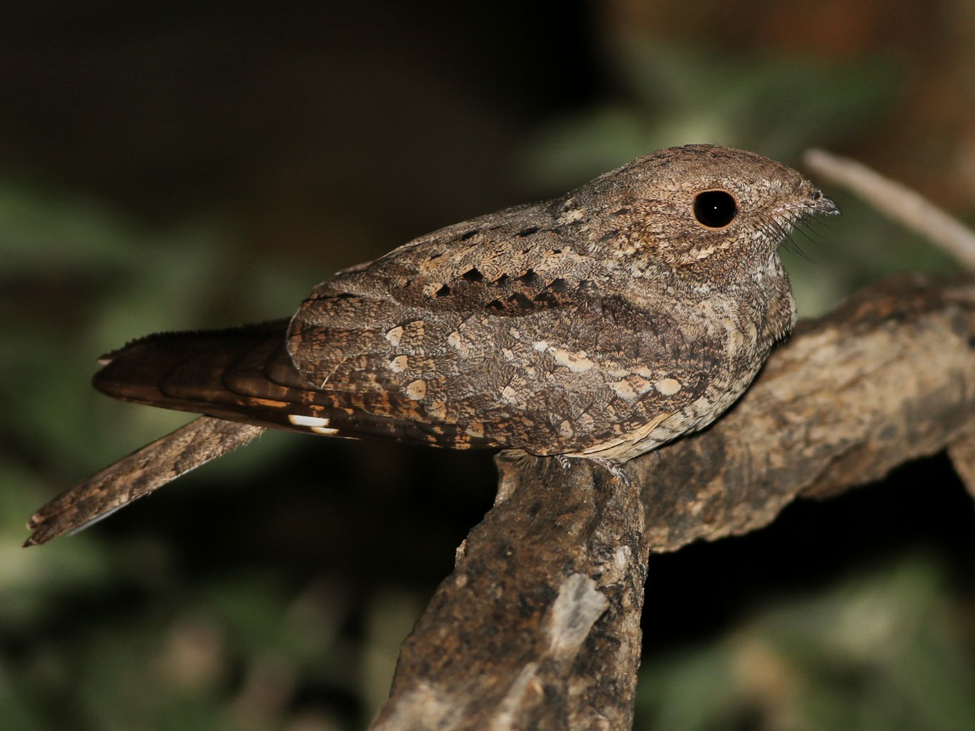 Plain Nightjar eBird