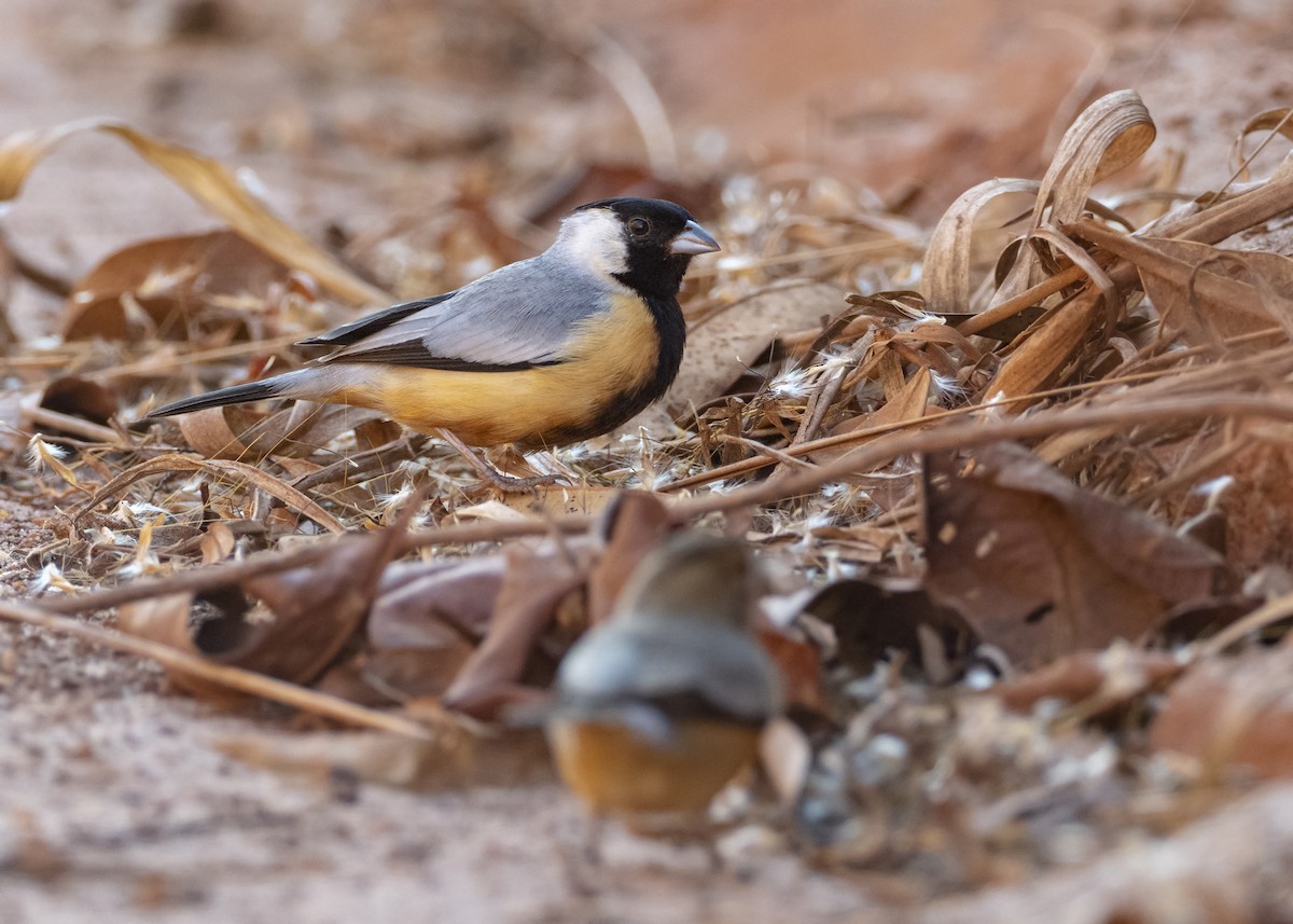 Coal-crested Finch - ML244641081