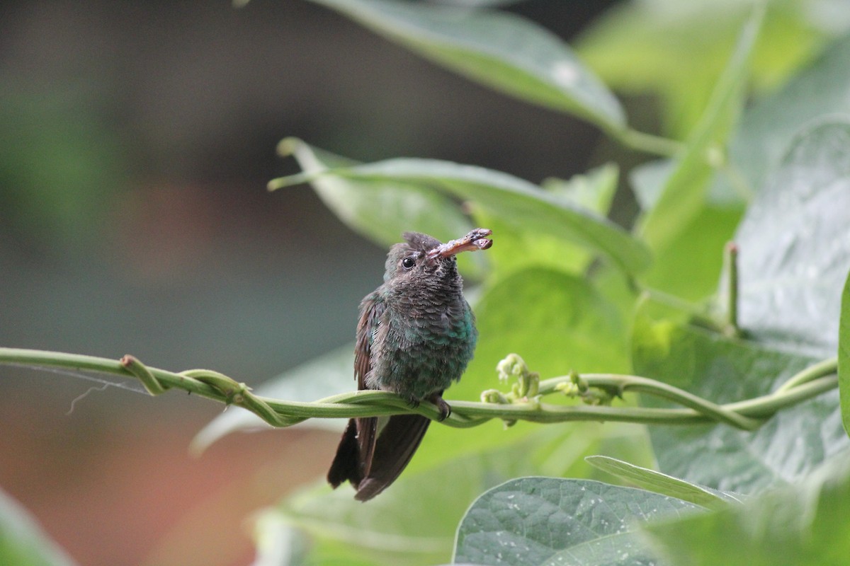 Rufous-tailed Hummingbird - ML244643201