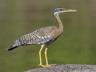  - Sunbittern