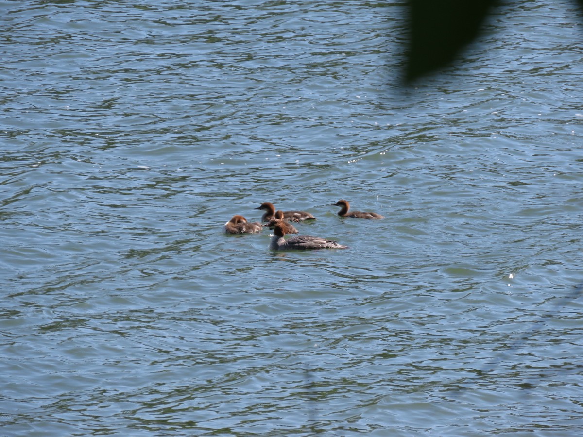 Virginia Breeding Bird Atlas Checklist - 9 May 2020 - Appalachian Trail ...