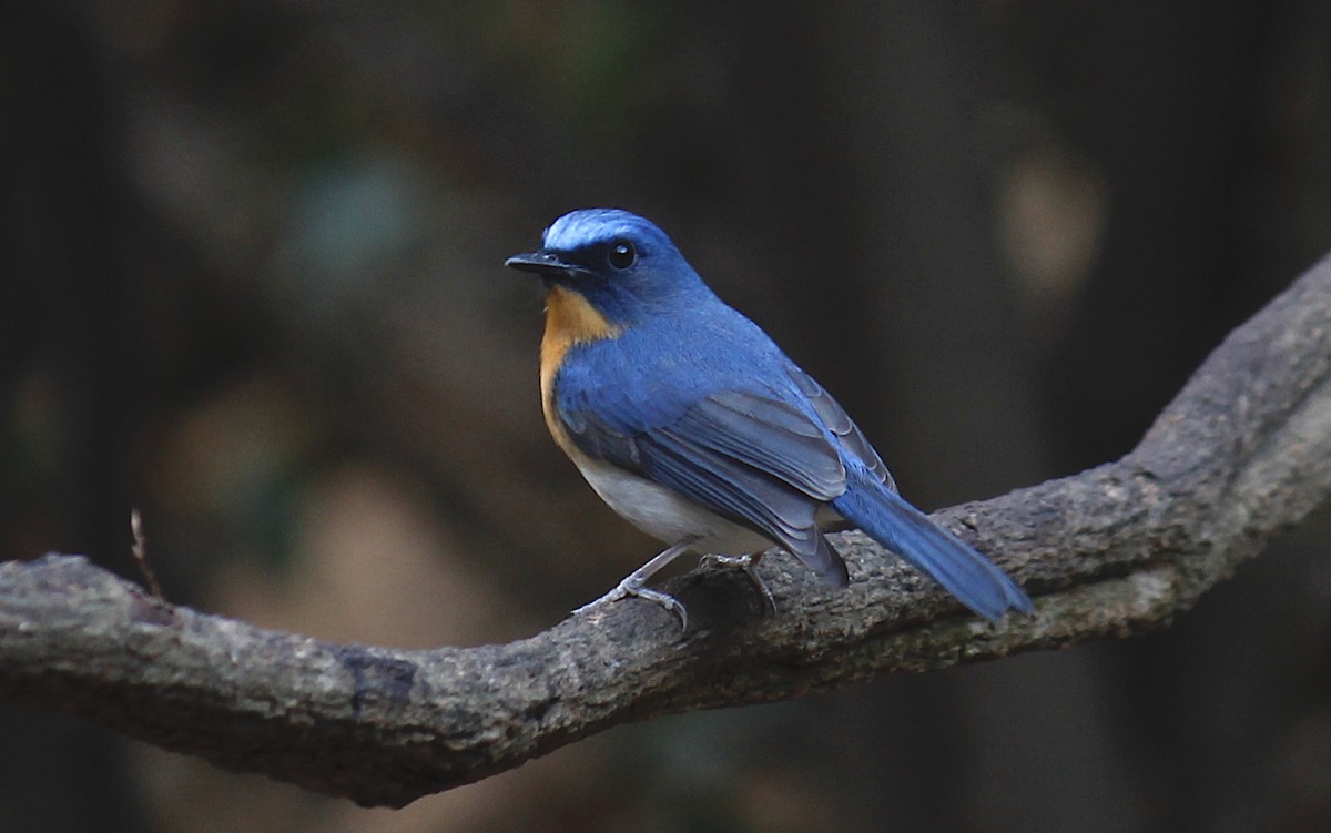 Indochinese Blue Flycatcher - Stephan Lorenz