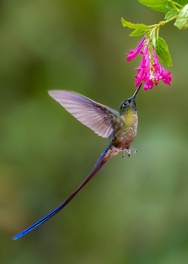 Violet-tailed Sylph - Andres Vasquez Noboa