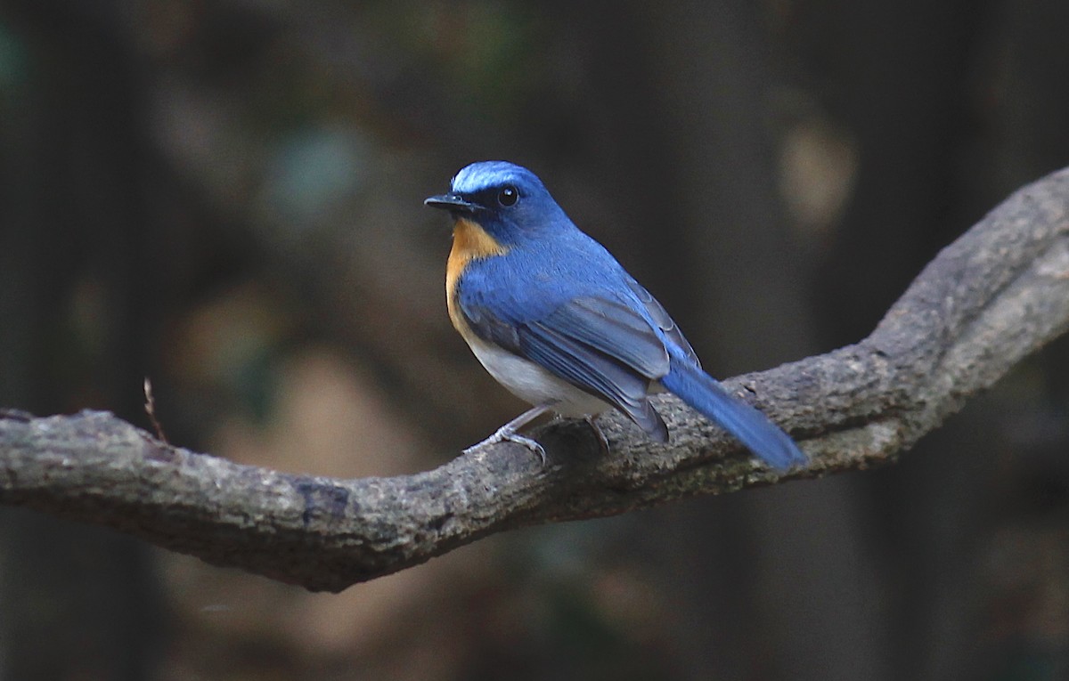 Indochinese Blue Flycatcher - ML244646081
