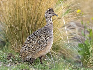  - Ornate Tinamou