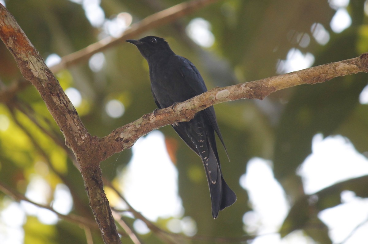 Square-tailed Drongo-Cuckoo - ML244651471