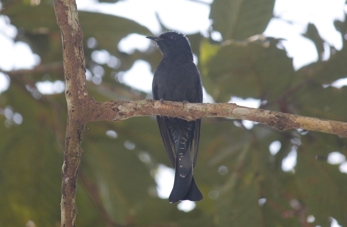Square-tailed Drongo-Cuckoo - ML244651521